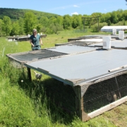 Farmer moving Salatin-style broiler coop on grass pasture with trees in background.