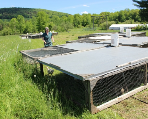 Farmer moving Salatin-style broiler coop on grass pasture with trees in background.