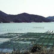 photo showing seaweed farms in foreground, water in midground, mountains and sky in distance