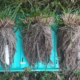three grass samples showing different root growth related to different harvesting heights