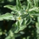 ashwaghanda flower and leaves