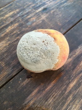brown rot on peach