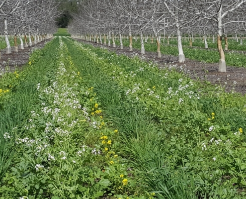 cover crops in a walnut orchard
