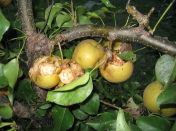 Crow damage to Asian pears