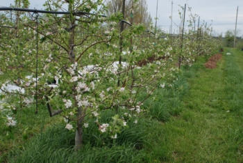 dwarf apple orchard