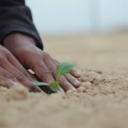 hands planting a seedling in brown soil