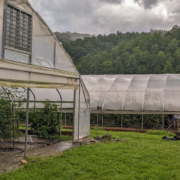 two high tunnels with sides open to show tomato plants inside