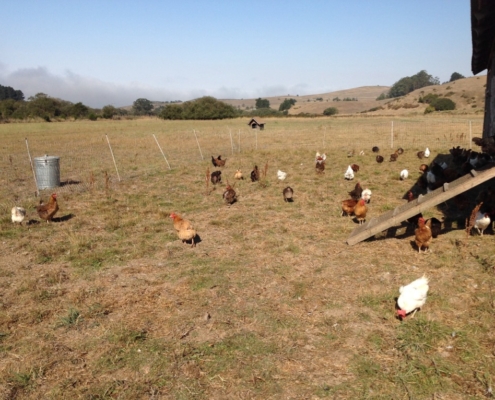 Pastured laying hens at Fifth Crow Farm.