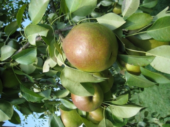 Magness European-type pear