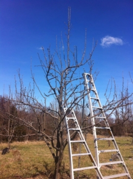 Orchard ladders