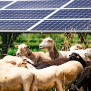 sheep standing under solar panels