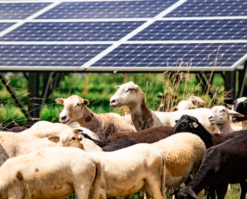 sheep standing under solar panels