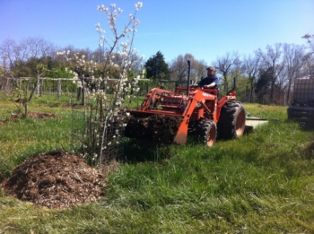 tractor applying wood chip mulch to serviceberry beach