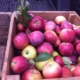 Williams Pride disease-resistant apples