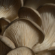 oyster mushrooms from the gill side