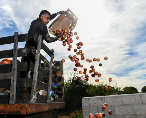 man empties a crate of nectarines off the back of a truck onto a compost pile, against background of sky
