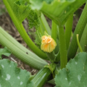 furled zucchini squash bloom, stems, and portion of growing zucchini