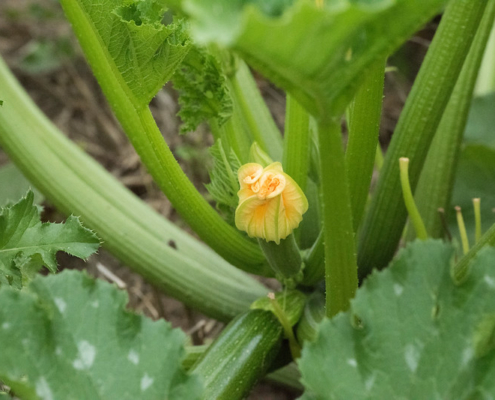 furled zucchini squash bloom, stems, and portion of growing zucchini