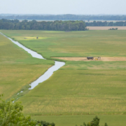 flooding fields of cover crops with the Mississippi river behind trees in the background