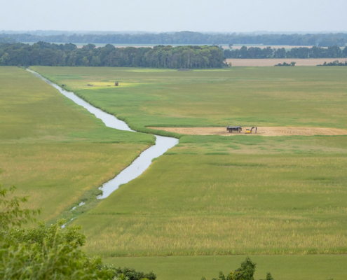 flooding fields of cover crops with the Mississippi river behind trees in the background