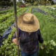 person in a hat, looking down, walking through a field of vegetables and carrying a tool