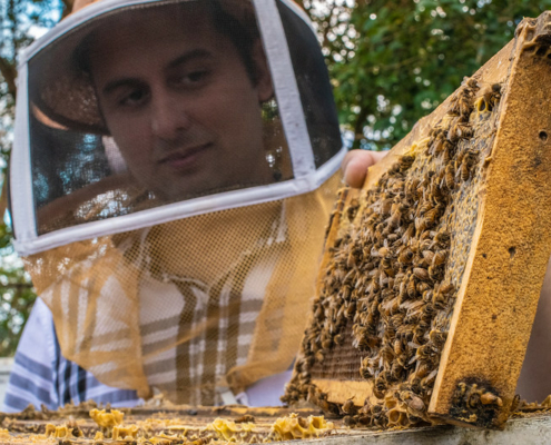 beekeeper in hood and frame with bees and honeycomb