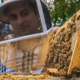 beekeeper in hood and frame with bees and honeycomb