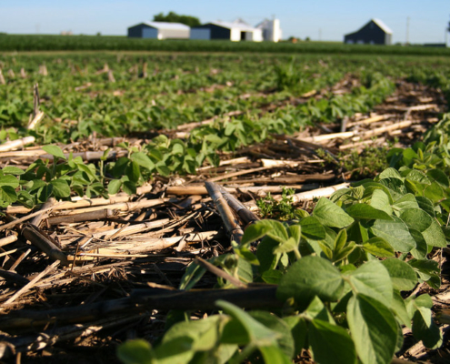 soybean plants growing in corn residue in a farm field