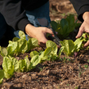 person's hands harvesting baby lettuce with scissors against background of ground