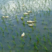 ducklings swimming among rice plants in flooded paddy