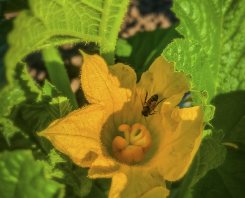Pollinator on squash plant