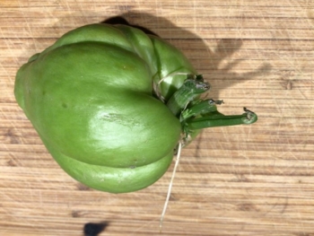 A sprouting store-bought chayote