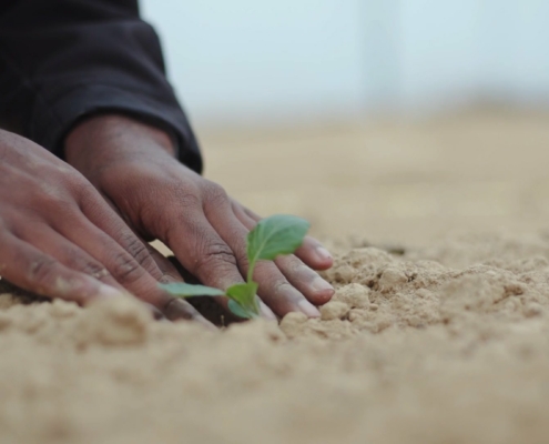 hands planting seedling in the ground