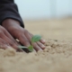 hands planting seedling in the ground