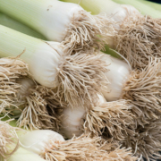pile of leeks with roots attached