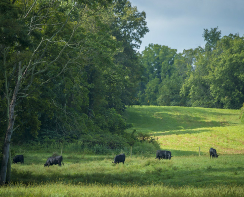 cattle grazing in a green field with tall forest trees in the background