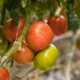green, orange and red tomatoes growing on the vine