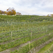 hillside apple orchard showing trees in rows and sky in background