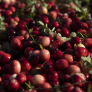 close-up of harvested cranberries