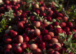 close-up of harvested cranberries