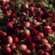 close-up of harvested cranberries