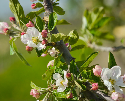 apple blossoms on tree branch