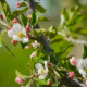 apple blossoms on tree branch