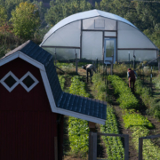 urban farm vegetable rows with high tunnel in the background and shed at left