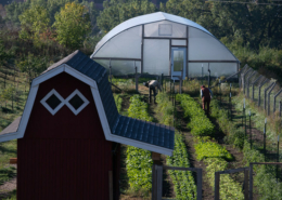 urban farm vegetable rows with high tunnel in the background and shed at left