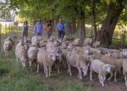 group of women walking behind flock of sheep down a lane under trees