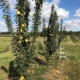 Row of small apple trees with yellow apples, under blue sky with clouds.