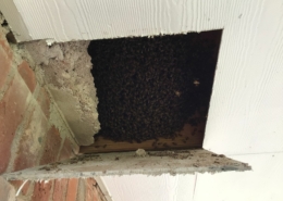 Bees in walls behind soffit