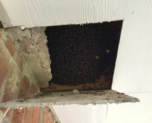 Bees in walls behind soffit