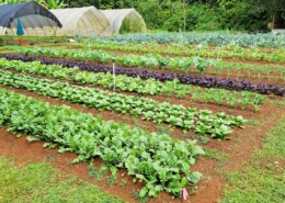 Crops growing in the field next to several hoop houses